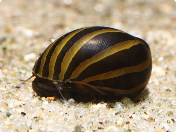 Zebra Nerite