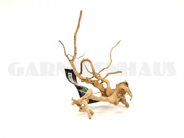 Spiderwood S, around 15-25 cm