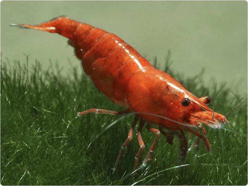 https://www.garnelenhaus.com/media/image/04/82/be/482_0_red_fire_sakura_neocaridina_heteropoda_1_600x600@2x.jpg