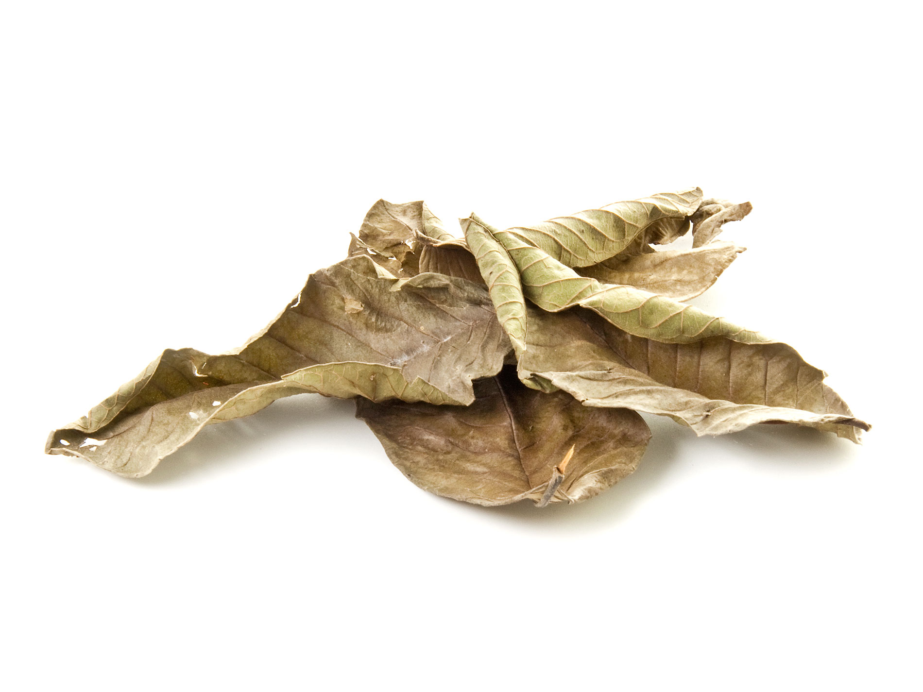 Guava leaves into Aqaurium GARNELENHAUS