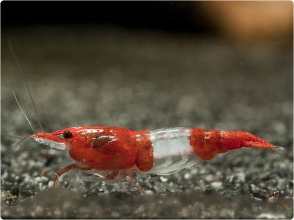 Red Rili shrimp