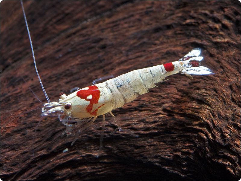 fløjte eksekverbar partiskhed Crystal Red / Red Bee - K10 | GARNELENHAUS