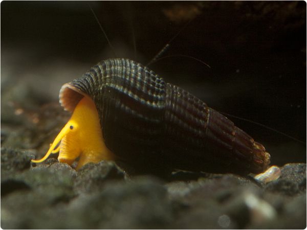 Orange Rocksnail - aquarium-bred