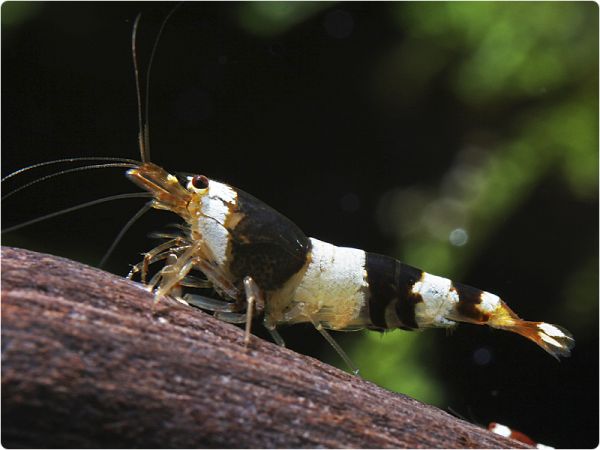 Black Bee shrimp - K4