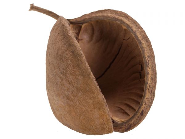 Buddha nut