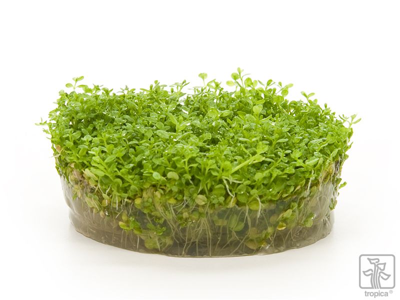 Tropica Hemianthus Callitrichoides Cuba 1 2 Grow Garnelenhaus Tropica Hemianthus Callitrichoides Cuba 1 2 Grow Garnelenhaus