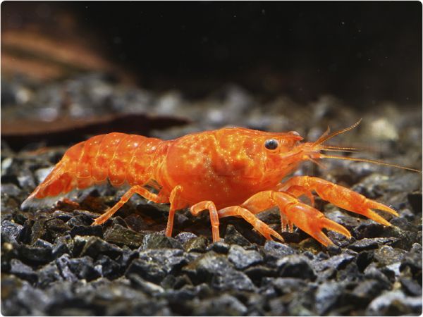 Orange Dwarf Crayfish (CPO)