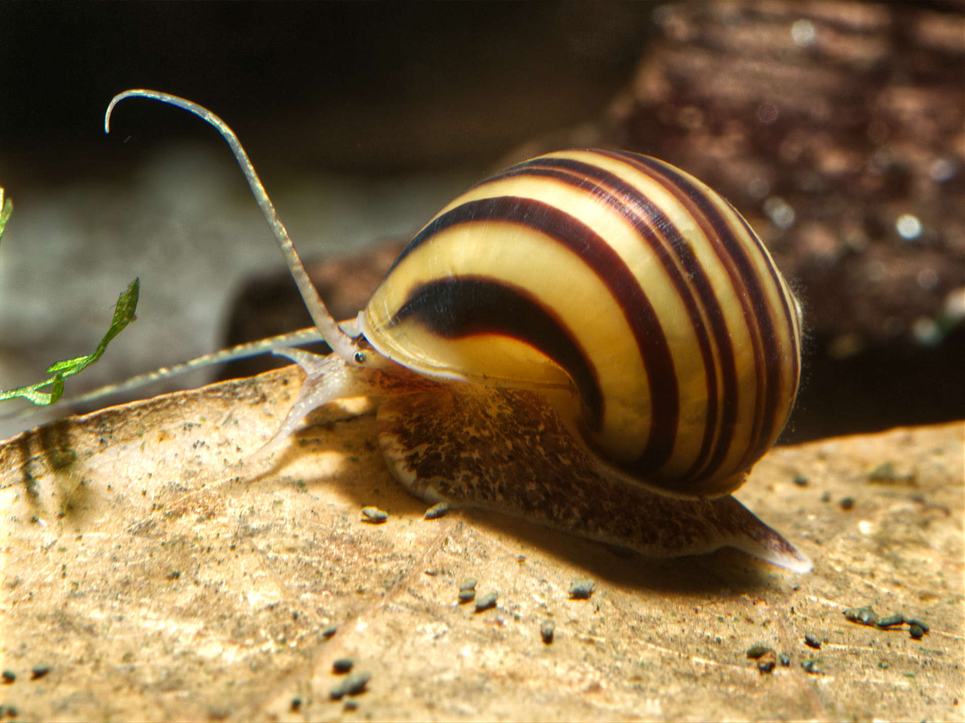 Zebra apple snail (Asolene spixi) Aquarium snail GARNELENHAUS