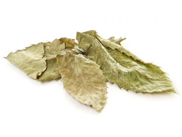 Sweet chestnut leaves into Aquarium Shrimp food