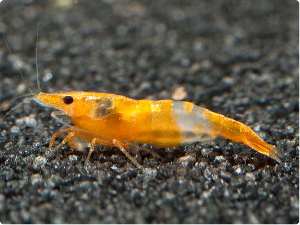 Orange Rili shrimp