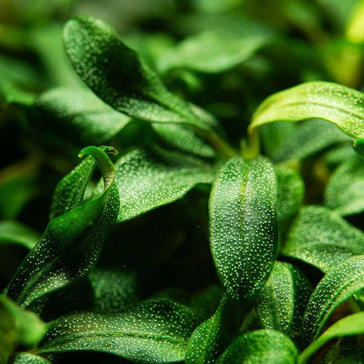 Tropica Bucephalandra sp. 'Needle Leaf' 1-2-Grow! | GARNELENHAUS