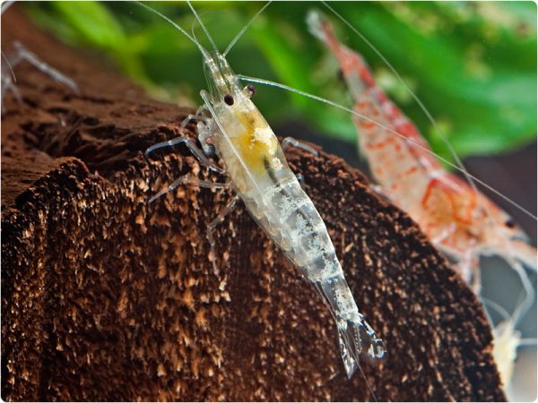 Sunny Bee Shrimp - White