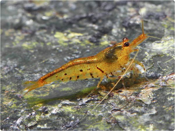Golden Tiger shrimp