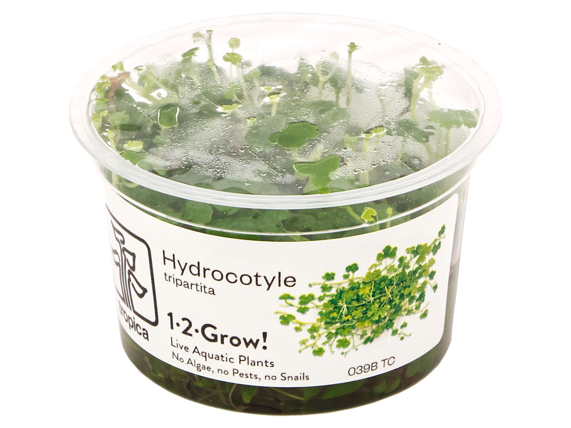 Tropica - Hydrocotyle tripartita 1-2-Grow!