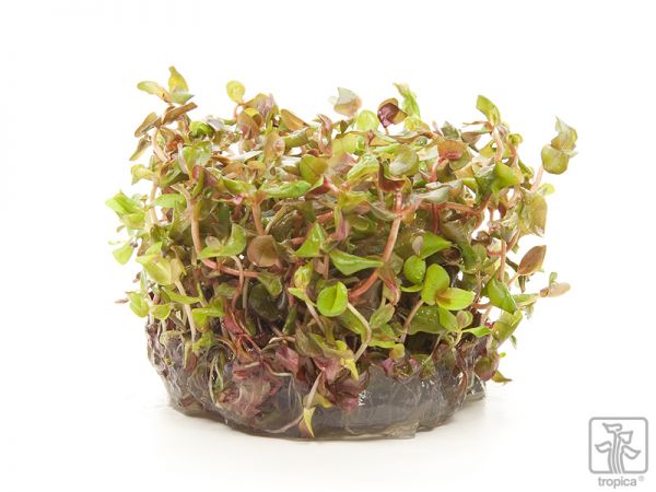 Rotala macrandra 1-2-Grow!