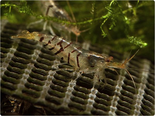 Tiger shrimp