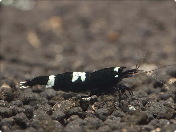 Taiwan Bee - Black Panda
