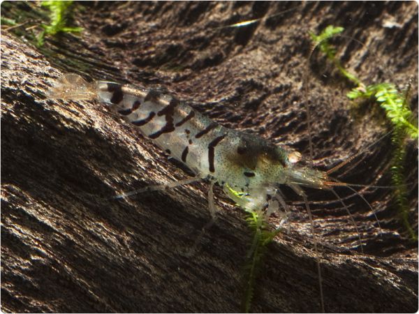 Tiger shrimp 'Orange Eye'