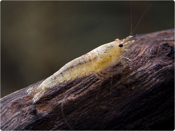 Snow Bee shrimp