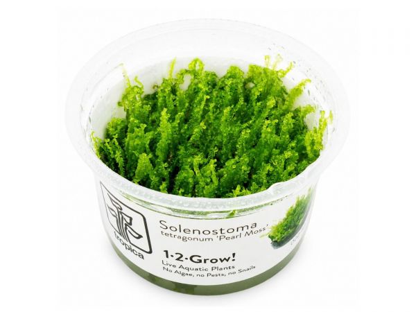 Solenostoma tetragonum ‘Pearl Moss’ 1-2-Grow!