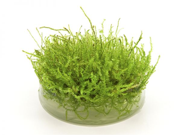 dennerle weeping moss invitro