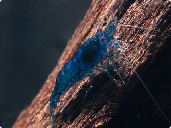 Blue Dream (Blue Diamoond) shrimp