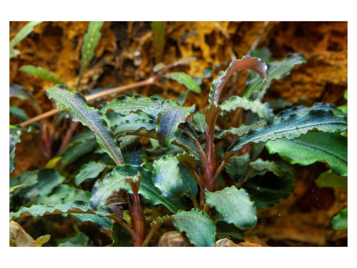 Tropica Bucephalandra 'Kedagang' 1-2 Grow! | GARNELENHAUS
