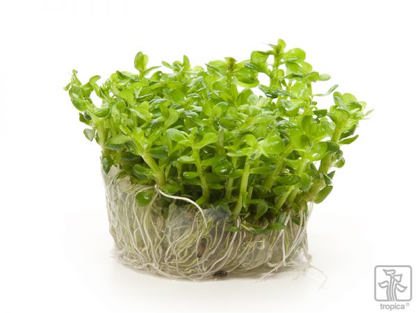 Tropica Rotala Bonsai 1 2 Grow Garnelenhaus