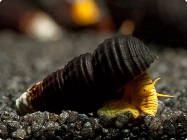Tylomelania spec. Mini