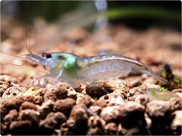 Blue Pearl shrimp