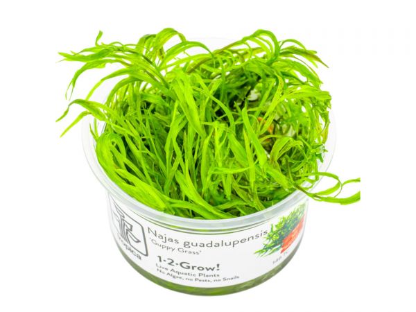 Najas guadalupensis ‘Guppy Grass’ 1-2-Grow!