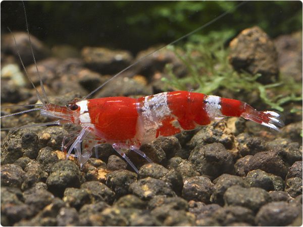 Crystal Red / Red Bee - K2
