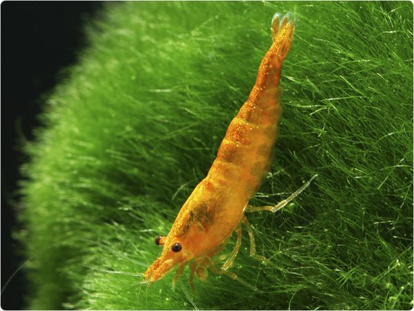 Orange Sakura shrimp