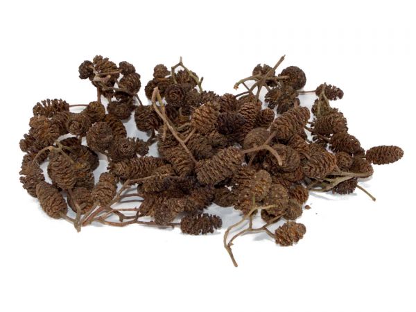 Alder Cones