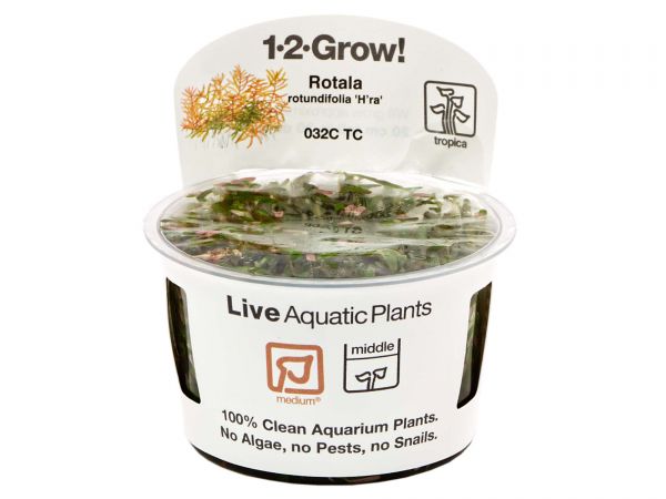 Tropica Rotala rotundifolia 'H'ra' 1-2-Grow!