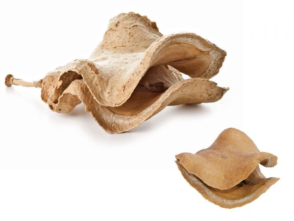 Jacaranda brasiliana pod