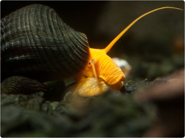 Orange Rocksnail