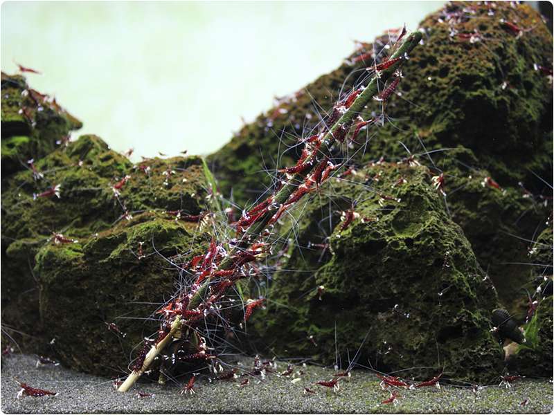 Freshwater Shrimp Feeding Garnelenhaus Shrimp Lollies - 4in1 Power
