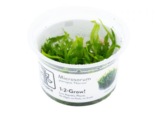 Microsorum pteropus ‘Narrow’ 1-2-Grow!