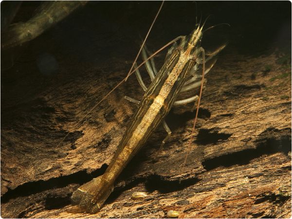 Wood shrimp, Radar shrimp