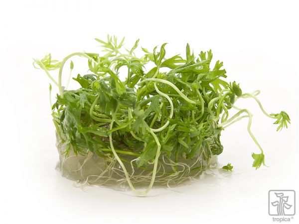 Tropica Ranunculus Inundatus 1 2 Grow Garnelenhaus Tropica Ranunculus Inundatus 1 2 Grow Garnelenhaus