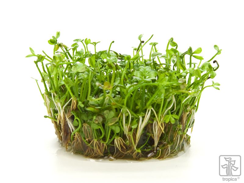 Tropica Marsilea Hirsuta 1 2 Grow Garnelenhaus