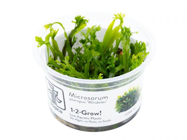 Microsorum pteropus ‘Windeløv’ 1-2-Grow!