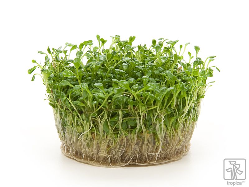 Tropica Glossostigma Elatinoides 1 2 Grow Garnelenhaus