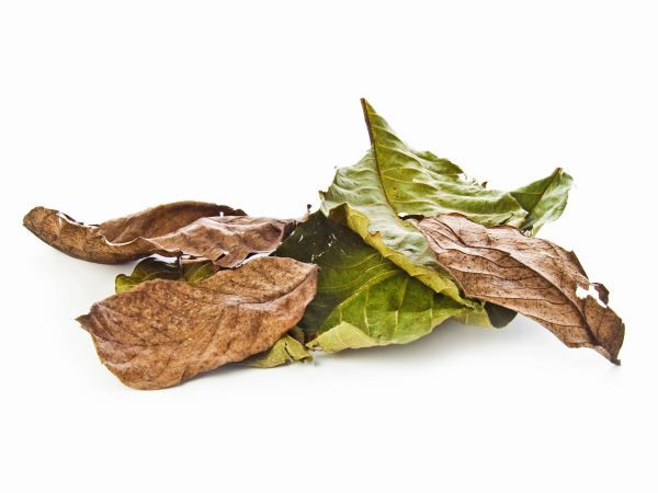 Walnut leaves