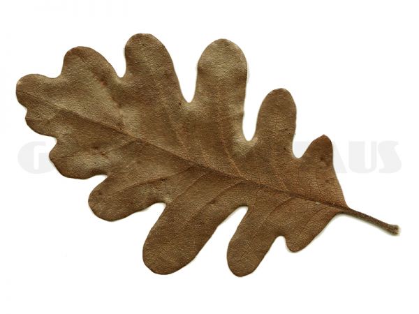 Oak leaves, 10 pcs.