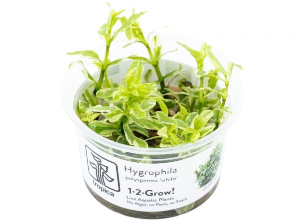 Hygrophila polysperma ‘White’ 1-2-Grow!