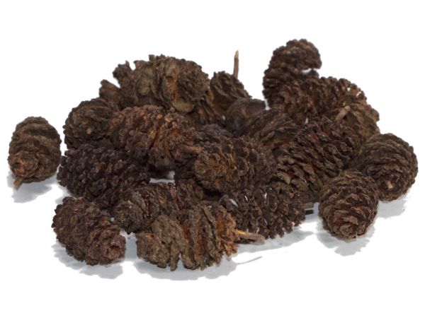 Alder Cones