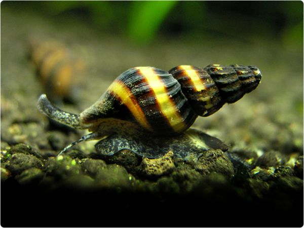 Assassin snail