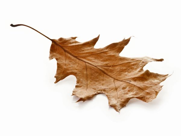 Red Oak leaves